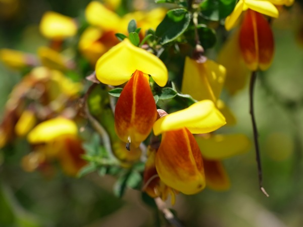 f:id:elmikamino:20110702105827j:image