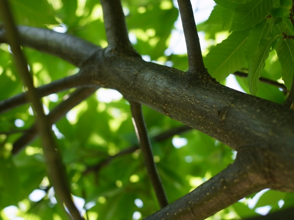 f:id:elmikamino:20110702110003j:image