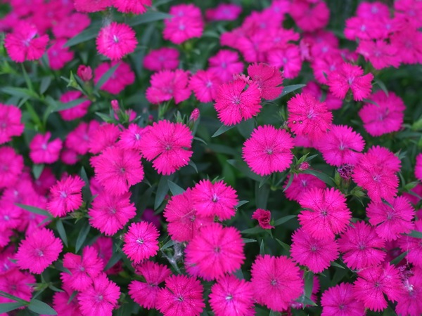 f:id:elmikamino:20110702110608j:image