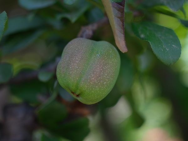 f:id:elmikamino:20110702110656j:image