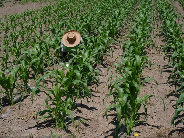 f:id:elmikamino:20110702110821j:image