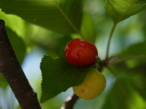 f:id:elmikamino:20110702111038j:image