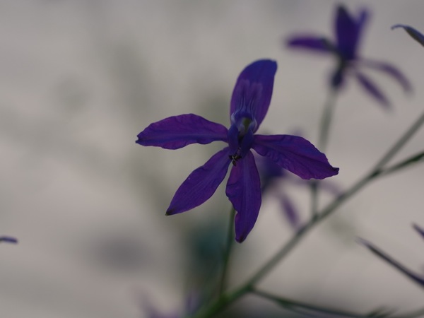 f:id:elmikamino:20110702111253j:image