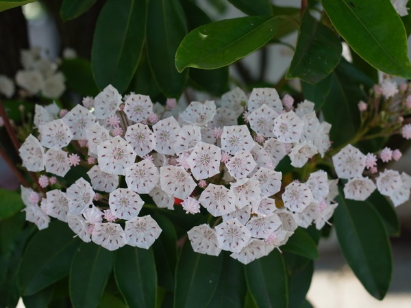 f:id:elmikamino:20110702111558j:image