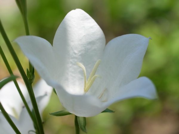 f:id:elmikamino:20110702112007j:image