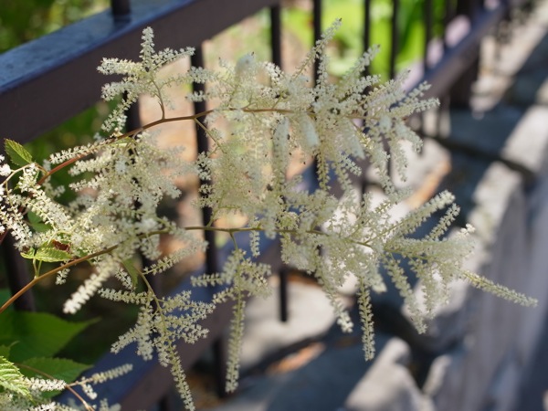 f:id:elmikamino:20110702112051j:image