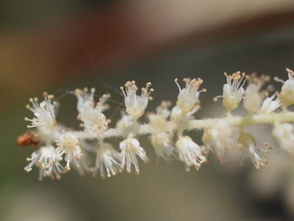 f:id:elmikamino:20110702112135j:image