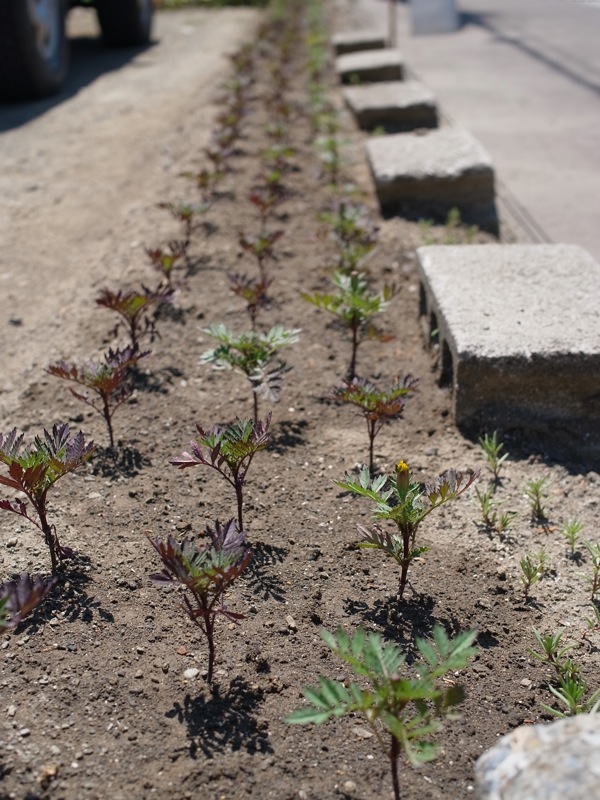 f:id:elmikamino:20110702112334j:image