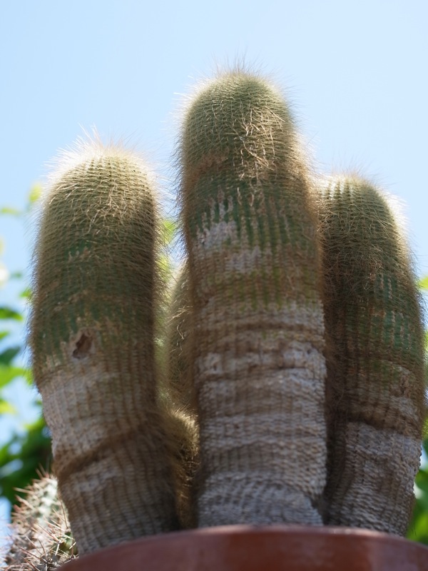 f:id:elmikamino:20110702113657j:image