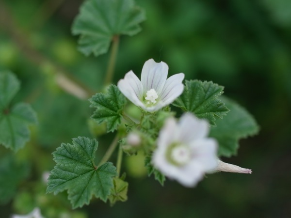 f:id:elmikamino:20110702113737j:image