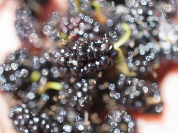 f:id:elmikamino:20110702114909j:image