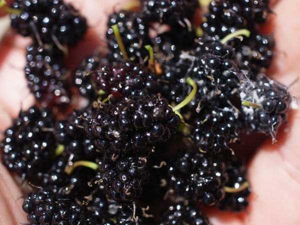 f:id:elmikamino:20110702114914j:image