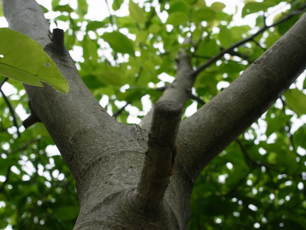 f:id:elmikamino:20110703095616j:image