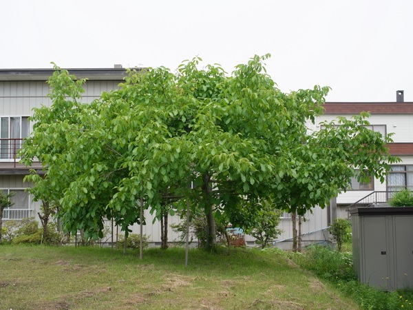 f:id:elmikamino:20110703095744j:image