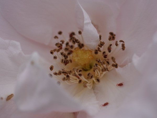 f:id:elmikamino:20110703095925j:image