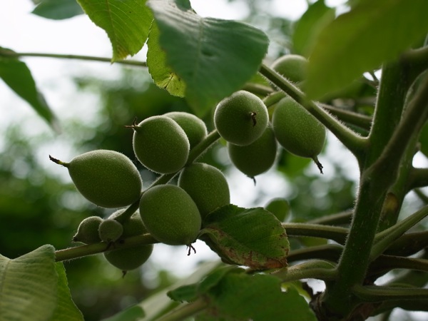f:id:elmikamino:20110703101023j:image