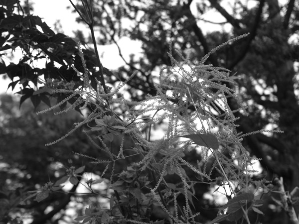 f:id:elmikamino:20110703101303j:image