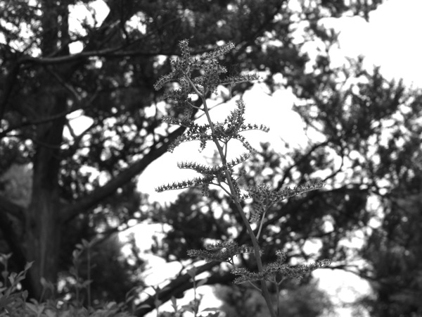 f:id:elmikamino:20110703101342j:image