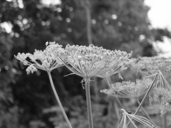 f:id:elmikamino:20110703101411j:image