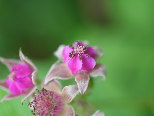 f:id:elmikamino:20110703101502j:image