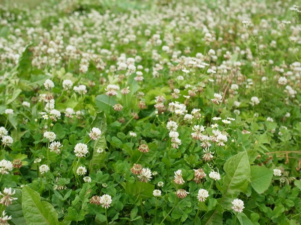 f:id:elmikamino:20110703101724j:image