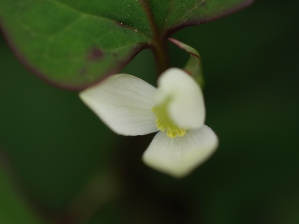 f:id:elmikamino:20110703102000j:image