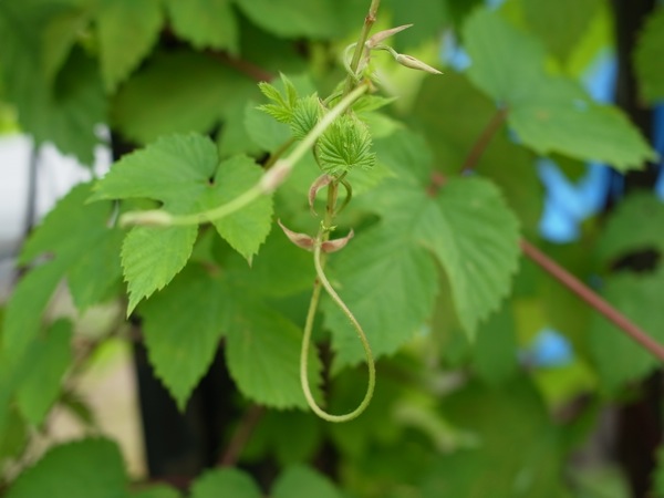 f:id:elmikamino:20110703102039j:image