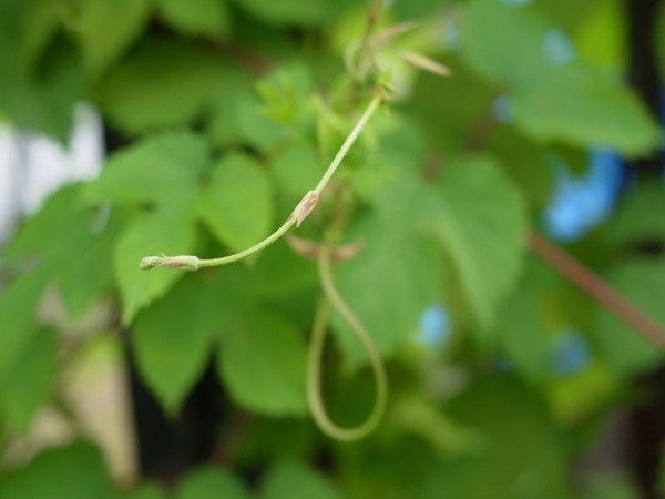 f:id:elmikamino:20110703102043j:image