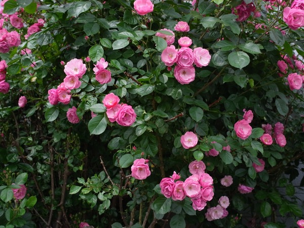 f:id:elmikamino:20110703102321j:image
