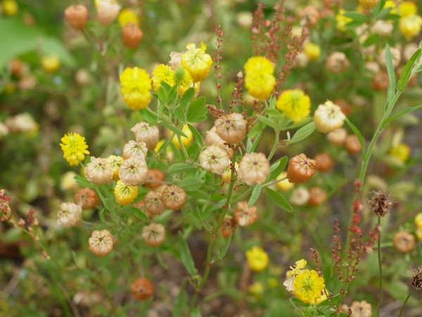 f:id:elmikamino:20110703102522j:image