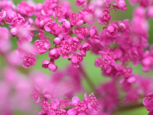 f:id:elmikamino:20110703102711j:image