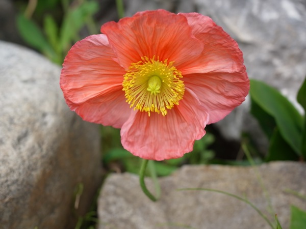 f:id:elmikamino:20110703102755j:image
