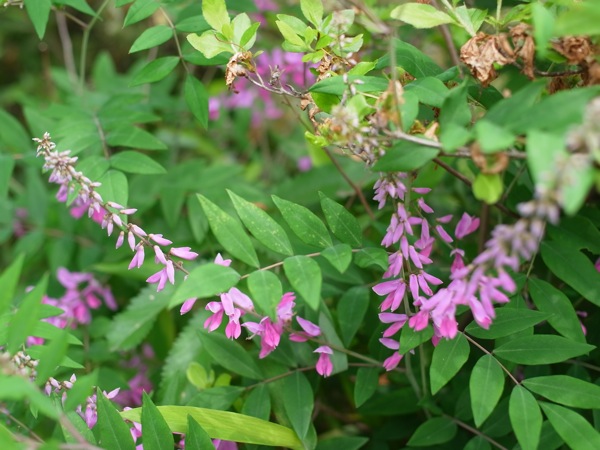 f:id:elmikamino:20110703102854j:image