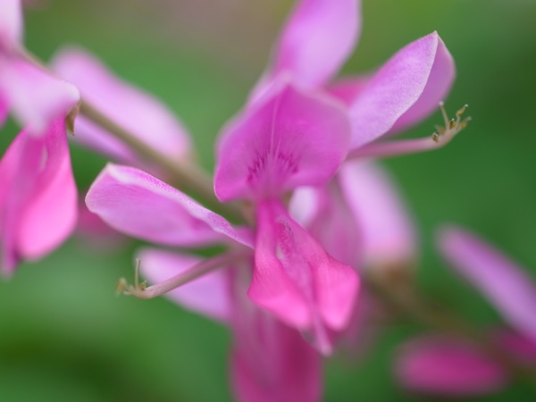f:id:elmikamino:20110703102918j:image