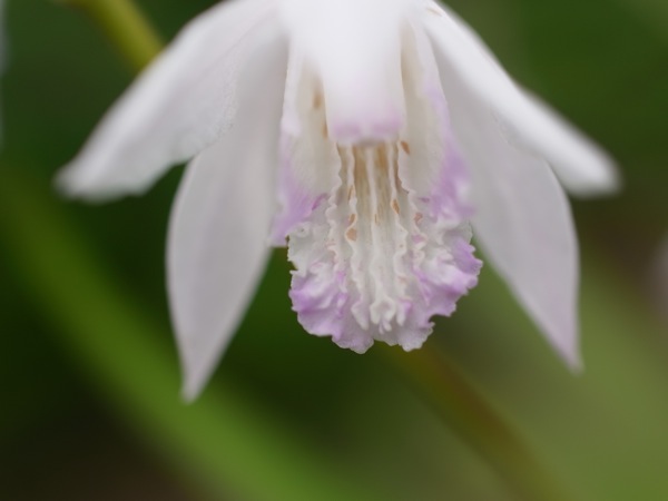 f:id:elmikamino:20110703102945j:image
