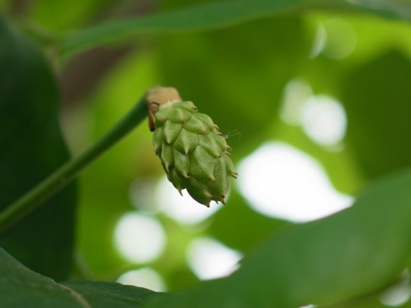 f:id:elmikamino:20110703103046j:image
