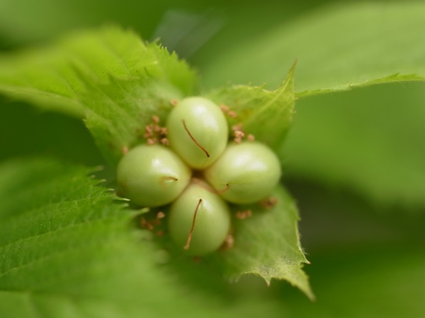 f:id:elmikamino:20110703103121j:image