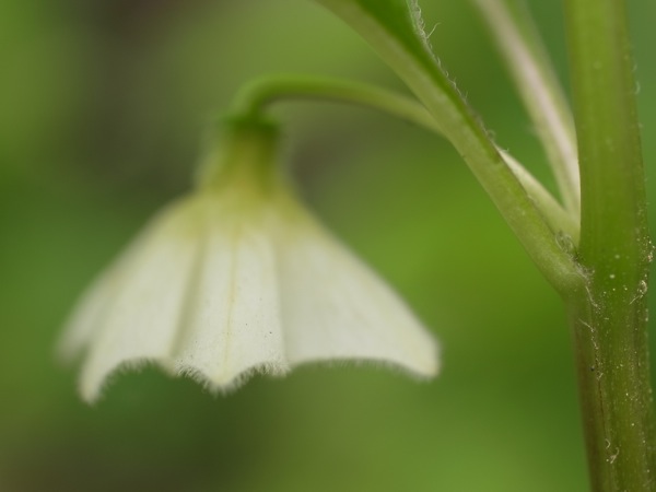 f:id:elmikamino:20110703103650j:image
