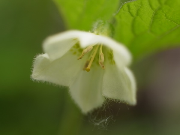 f:id:elmikamino:20110703103713j:image
