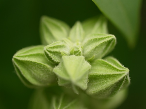f:id:elmikamino:20110703103733j:image