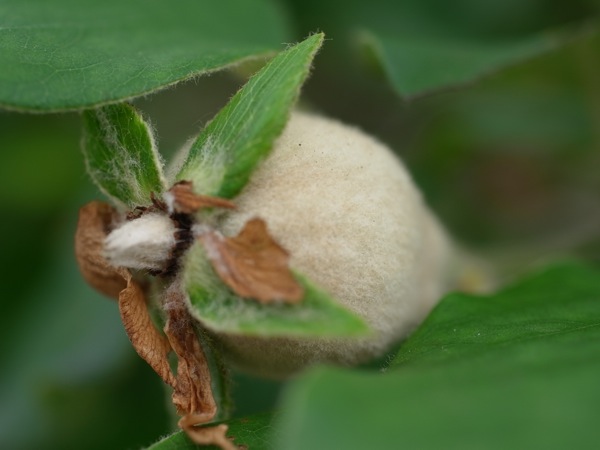 f:id:elmikamino:20110703103811j:image