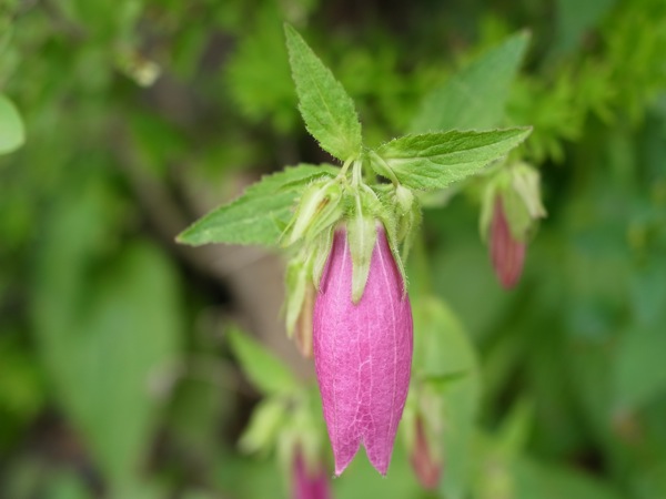 f:id:elmikamino:20110703104720j:image