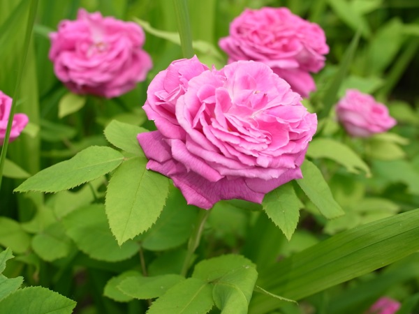 f:id:elmikamino:20110703105028j:image
