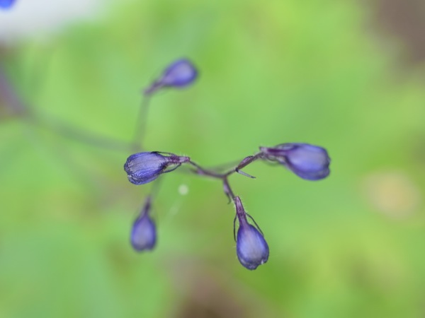 f:id:elmikamino:20110705100311j:image f:id:elmikamino:20110705100311j:image