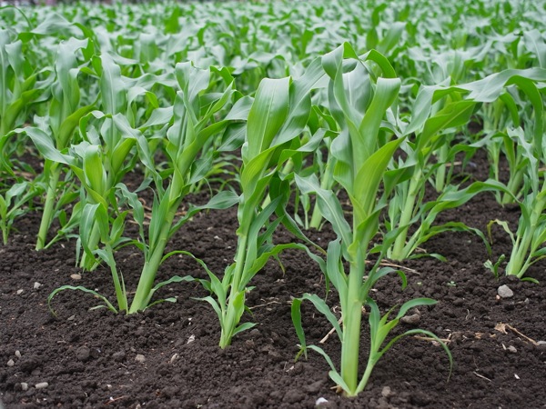 f:id:elmikamino:20110705100942j:image f:id:elmikamino:20110705100942j:image