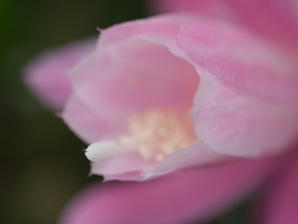 f:id:elmikamino:20110705101938j:image f:id:elmikamino:20110705101938j:image