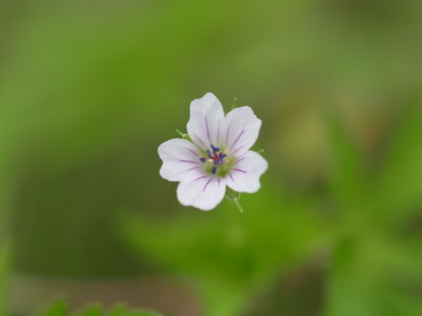 f:id:elmikamino:20110705102311j:image f:id:elmikamino:20110705102311j:image