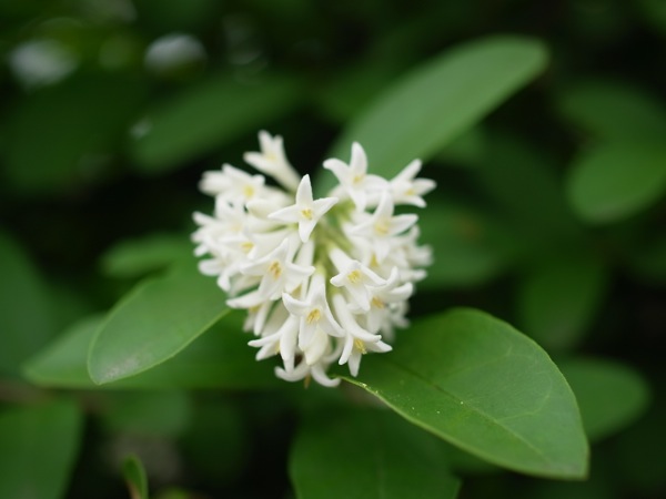 f:id:elmikamino:20110705102628j:image f:id:elmikamino:20110705102628j:image