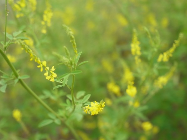 f:id:elmikamino:20110705102822j:image f:id:elmikamino:20110705102822j:image