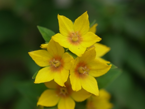 f:id:elmikamino:20110705103901j:image f:id:elmikamino:20110705103901j:image